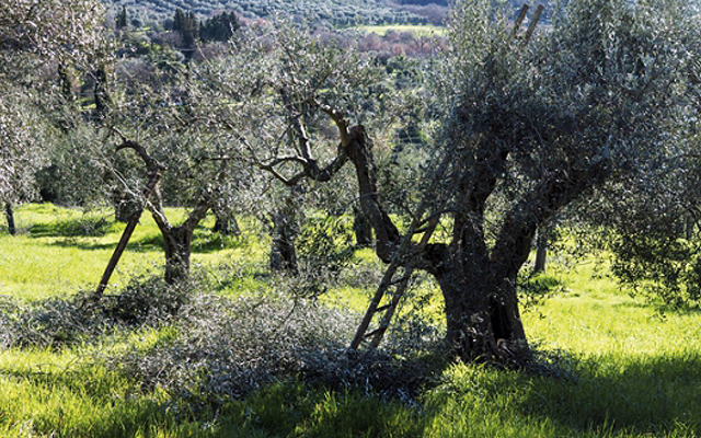 Avviso Raccolta ramaglie e legna secca