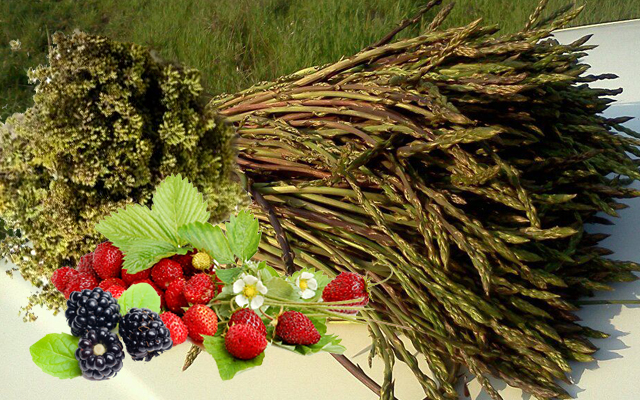 Avviso Tesserino-Permesso Stagionale Raccolta Prodotti Secondari del Bosco