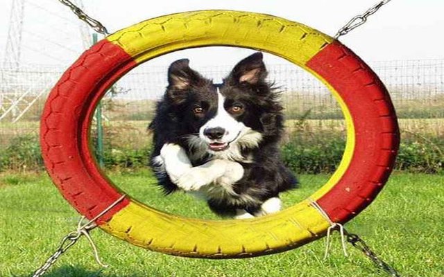 Avviso Approvazione Regolamento Accesso Parco Giochi  per Cani